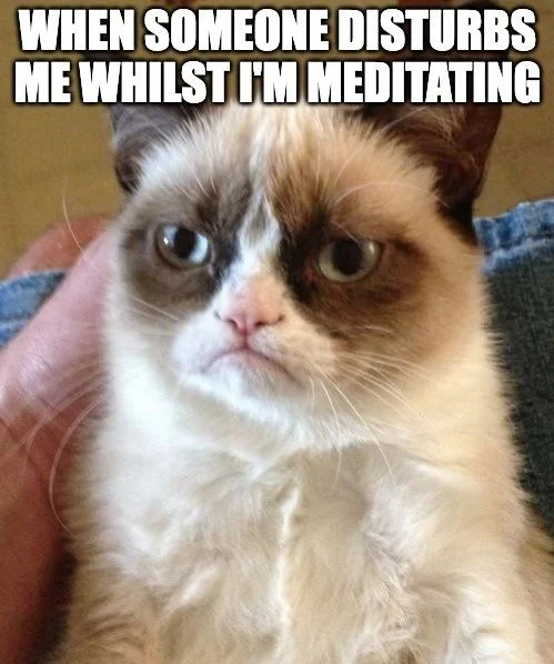  not a happy cat 