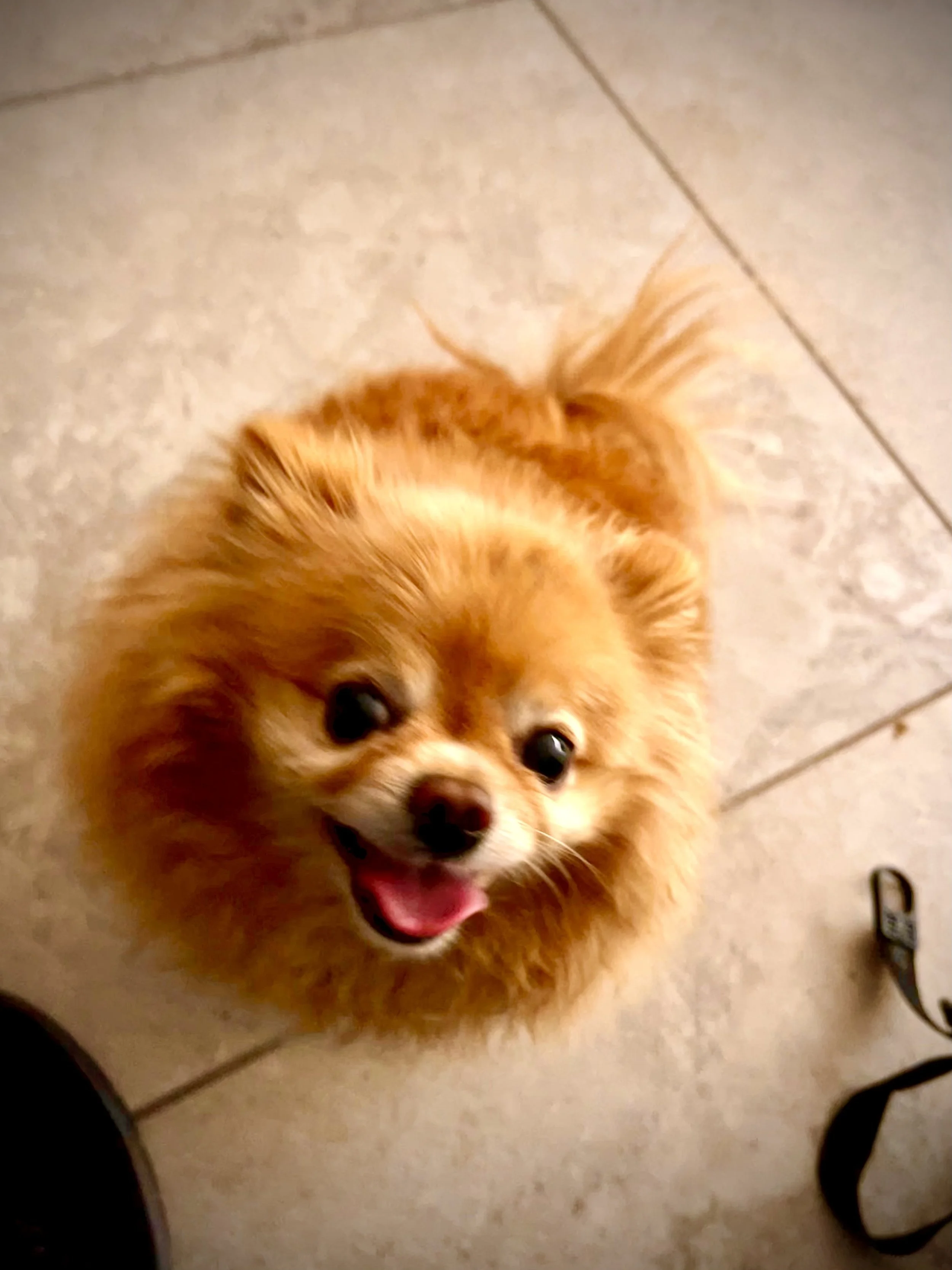 One of friend’s dogs…very cute!