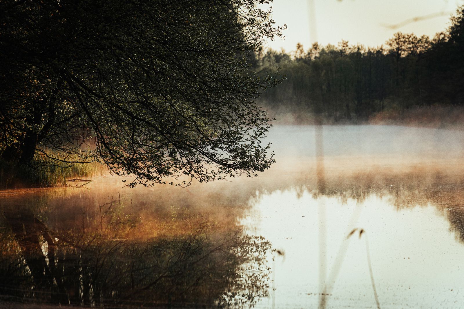 A still lake at dawn, mist rising over the water