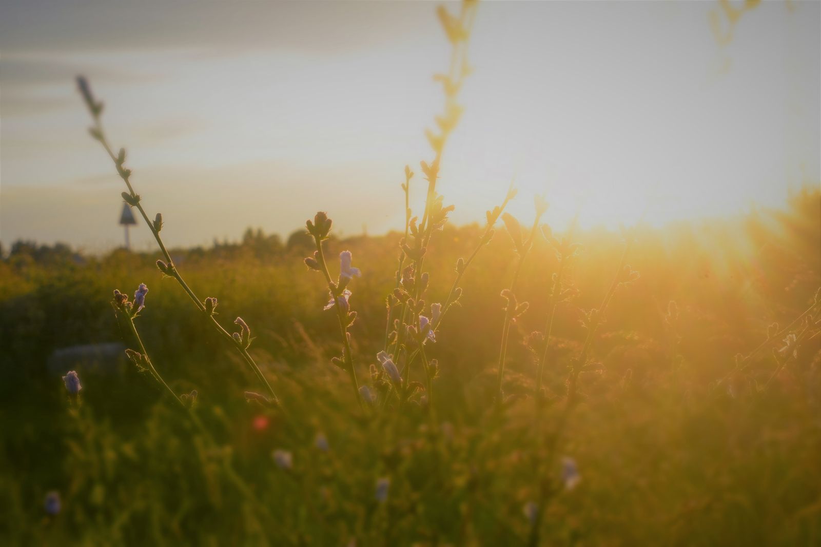 A sunlit wildflower meadow at golden hour