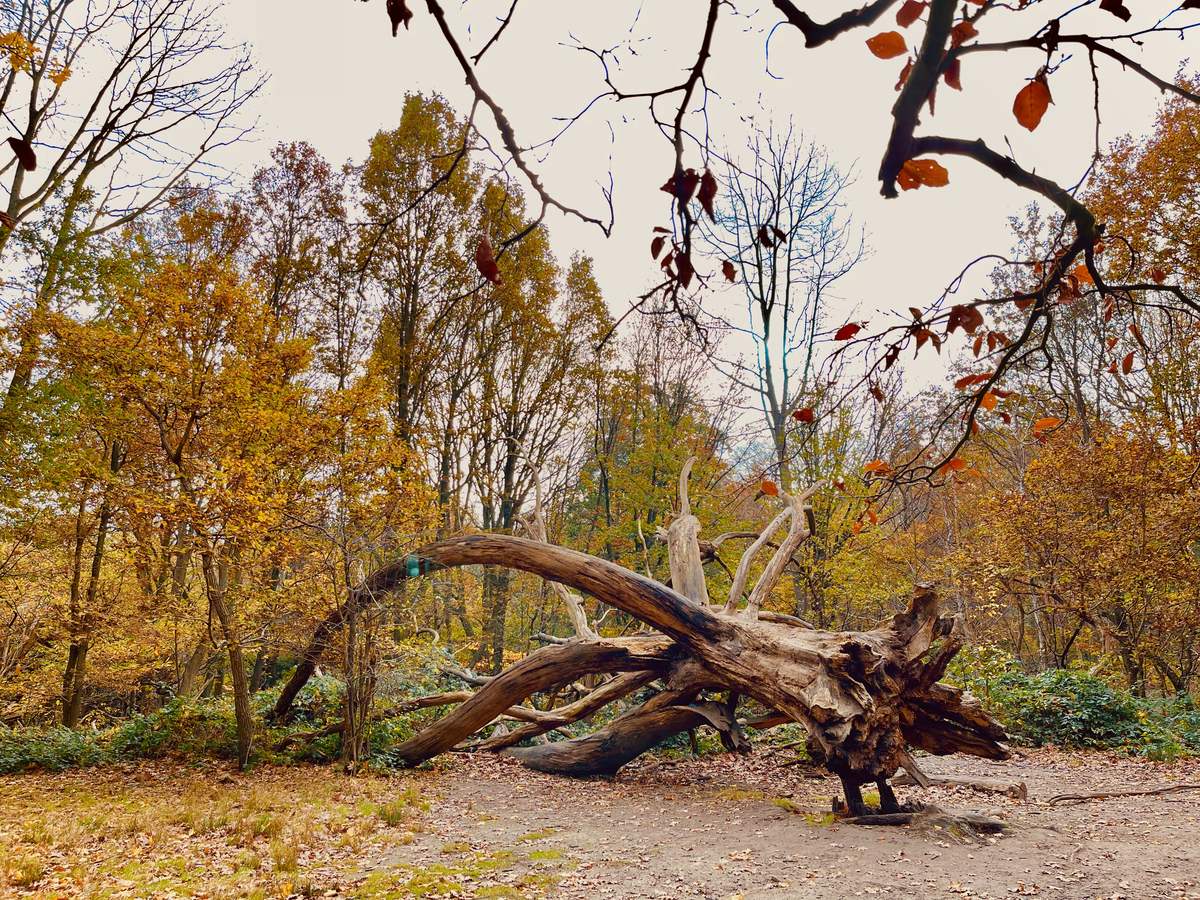 A fallen oak on Hampstead Heath, its roots in the air, autumn woods behind