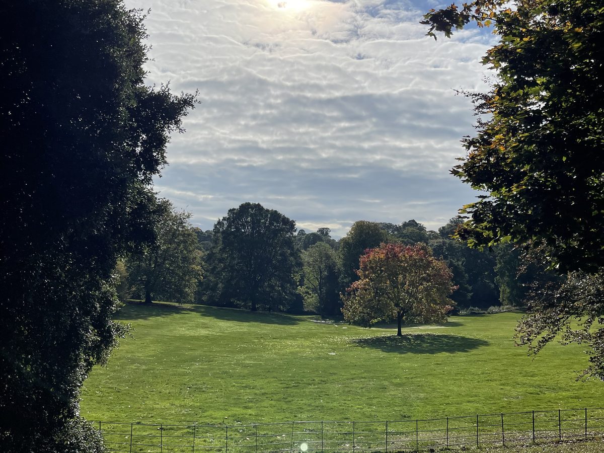 The Kenwood lawn in October sun, one red tree in the middle
