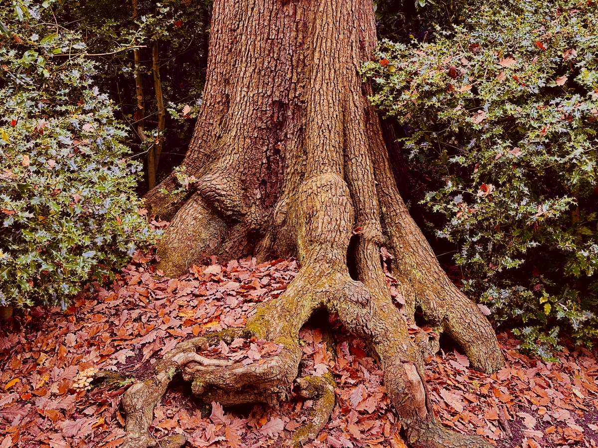 An old tree trunk, its roots spread over fallen copper leaves