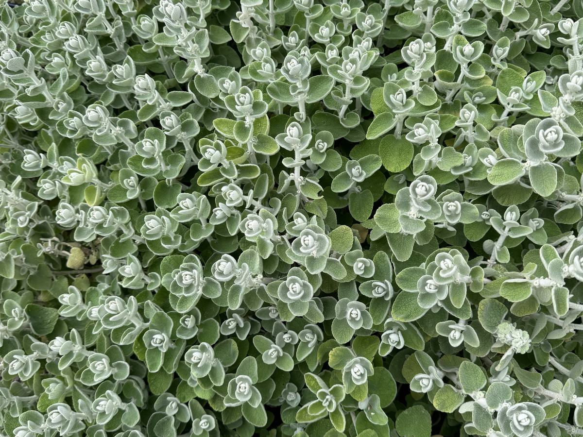 Close up of small silver-green leaves, each one like a tiny rose