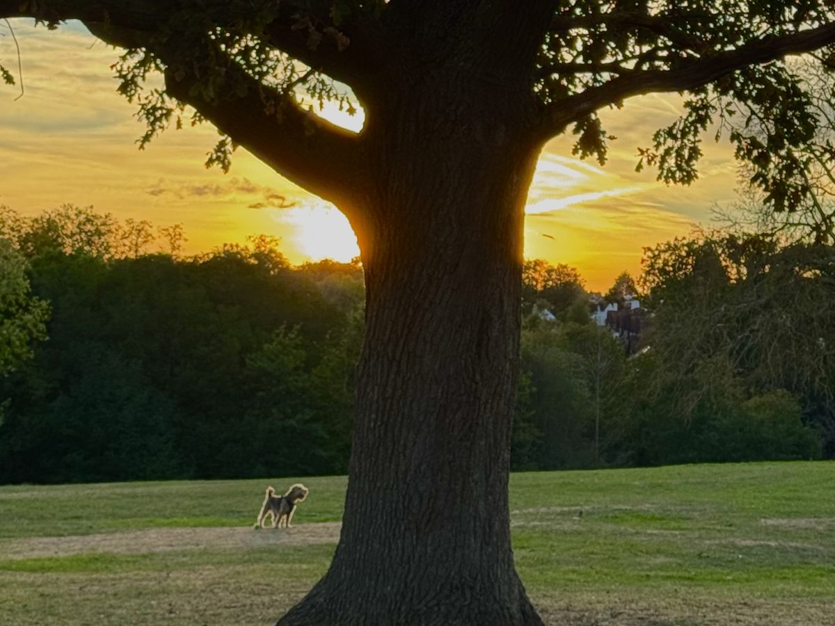A great oak against a golden sunset, a small dog on the grass beneath it