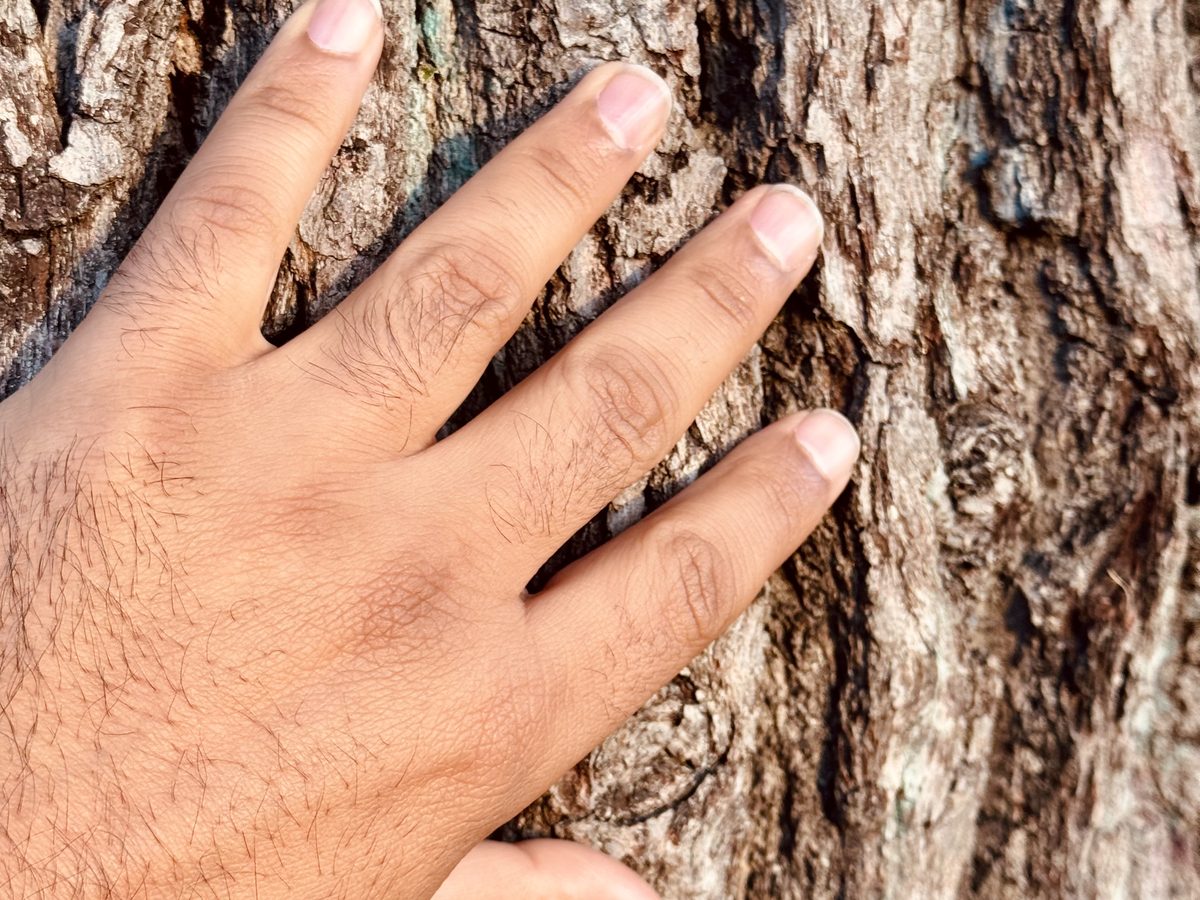 A hand resting flat on the rough bark of a tree