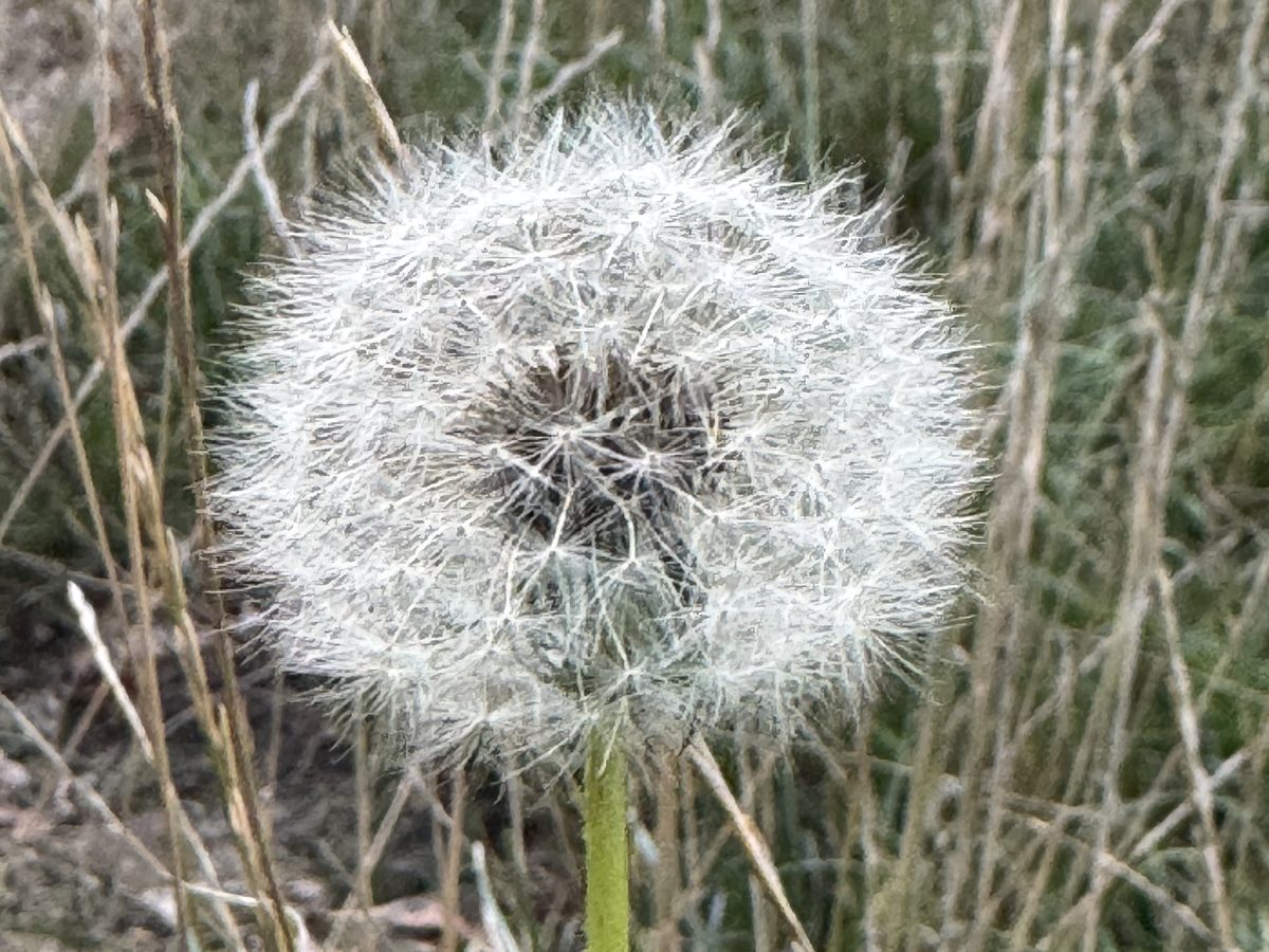 A dandelion clock among tall dry grasses