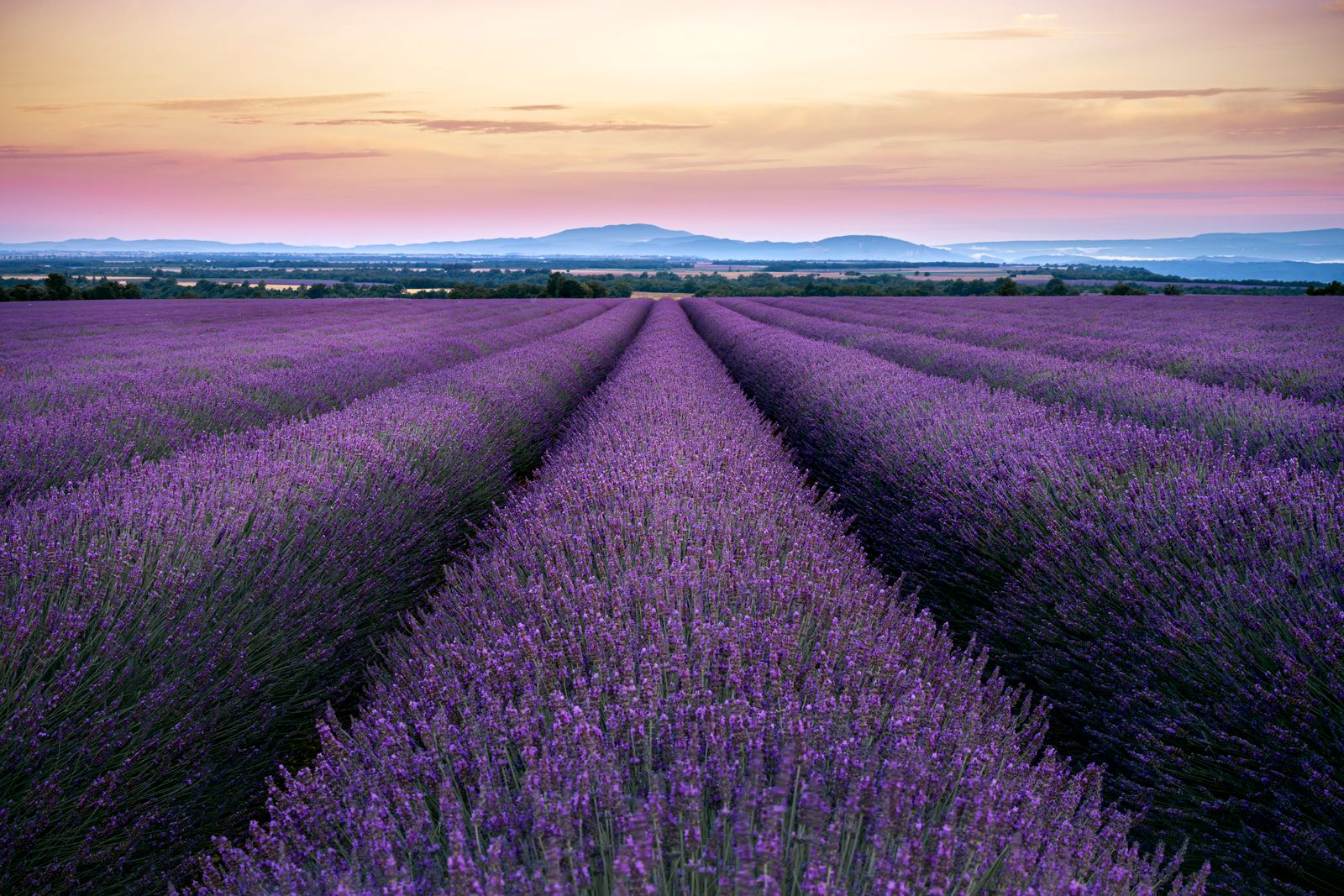 A lavender field glowing at sunset
