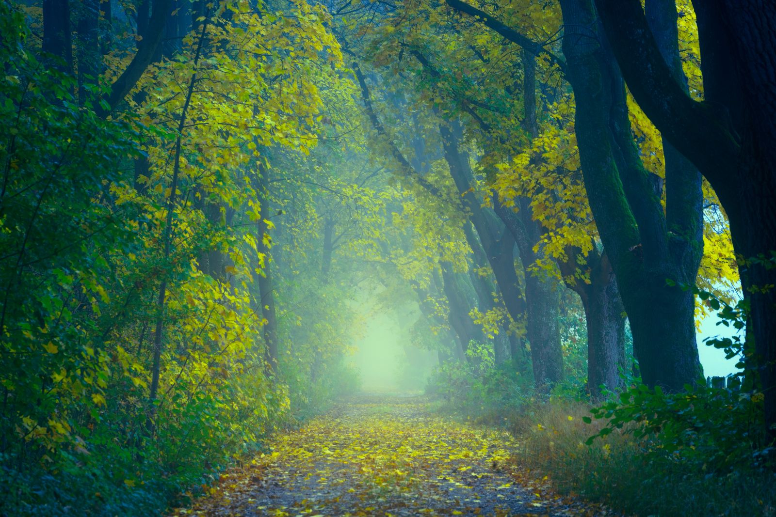 A misty tree-lined path disappearing into soft light